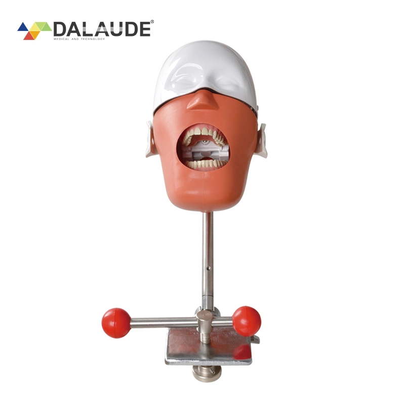 Best Quality Table Mounted Dental Phantom Head Manikin Dental Teacking Kit