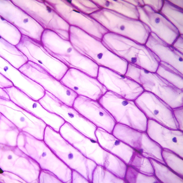 BestScope BS-2046T LED NA1,25 Investigación médica microscopio biológico trinocular