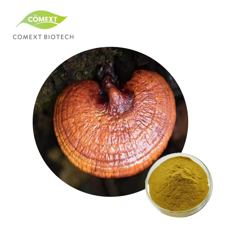 Comext Herbal Extract Factory Price Cell Broken Reishi Mushroom Spore Pó