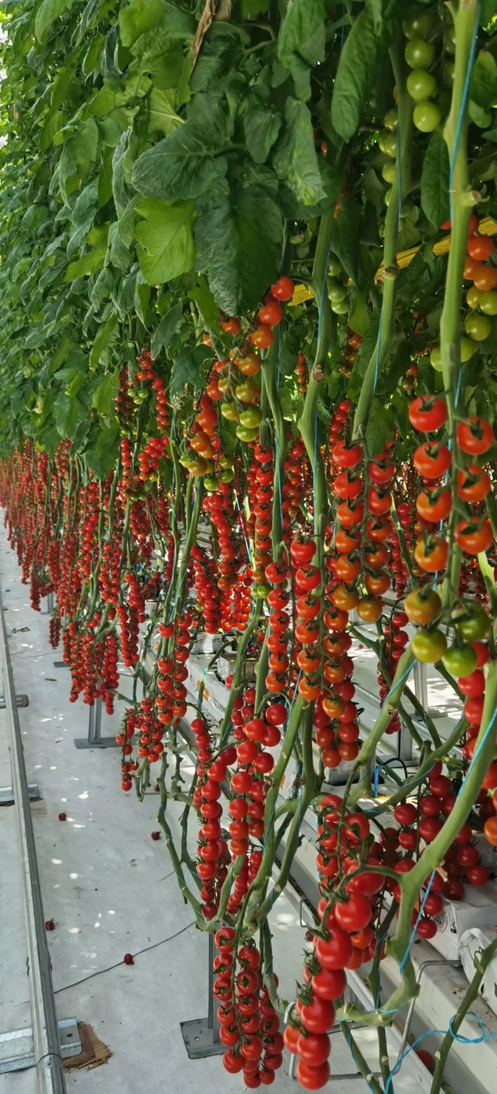 Tomate invernadero/ sistema hidropónico de riego