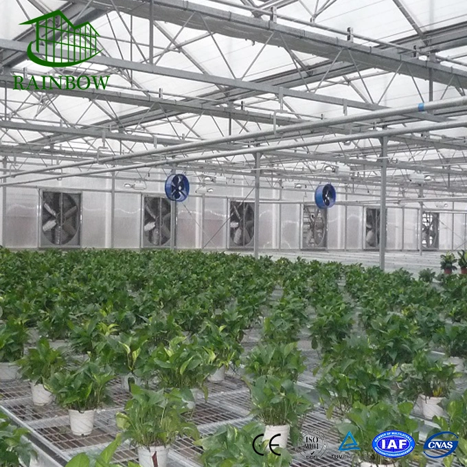 Multi Span Venlo PC Greenhouse Agricultural Polycarbonate Sheet Green Houses with Hydroponics System for Strawberry/Lettuce/Tomato/Cucumber/Pepper/Vegetables