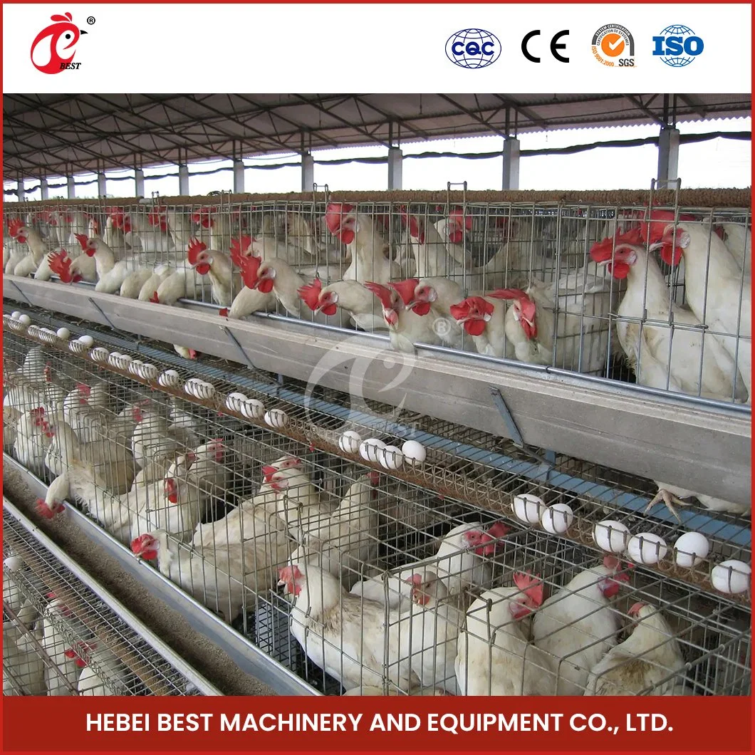 Bestchickencage China Metal Turquía Chicken Breeding Layer fábrica de jaulas de alta calidad Pollo huevo capa jaulas Configuración Pen House para aves