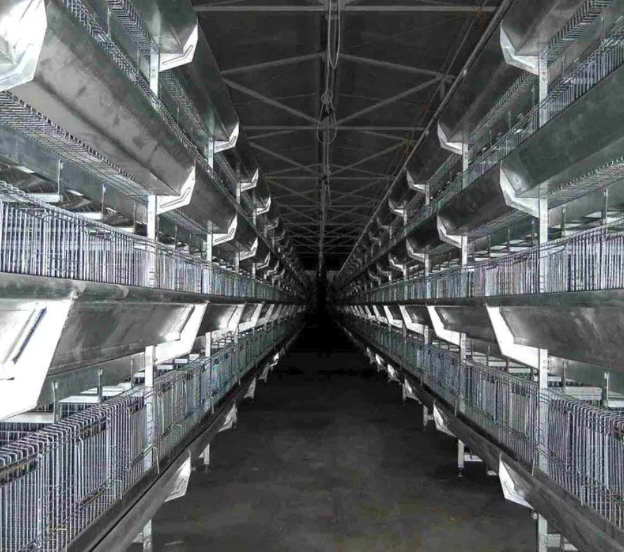 Chicken House/Drinking Line /Feeding Line for Broiler/Poultry House/Poultry Farms/Poultry Equipment