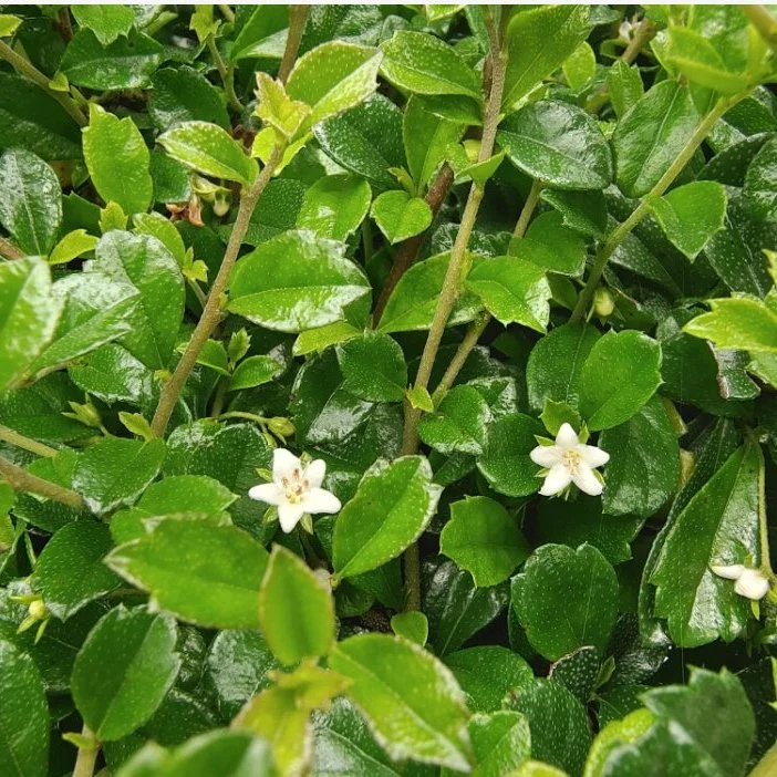 Plantes réelles Carmona