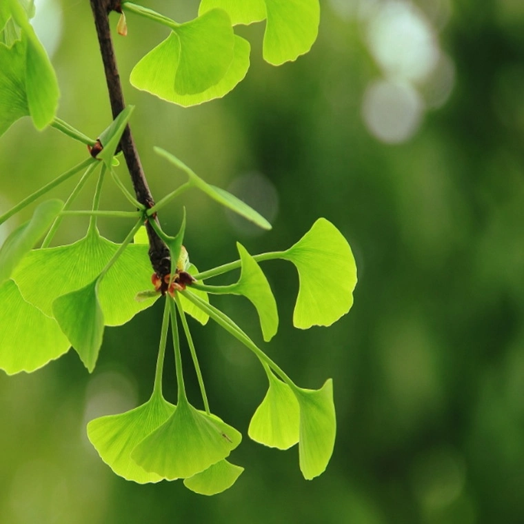 Extracto de precio de fábrica Ginkgo Biloba / Extracto de planta CAS 90045-36-6