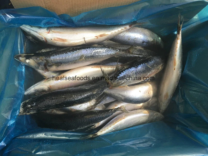 Scomber Japonicus -Frozen Mackerel From China