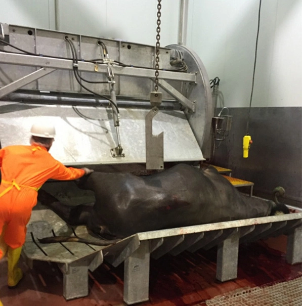 El equipo de mataderos de ganado de alta calidad impresionante matando a caja para matadero de la vaca máquina