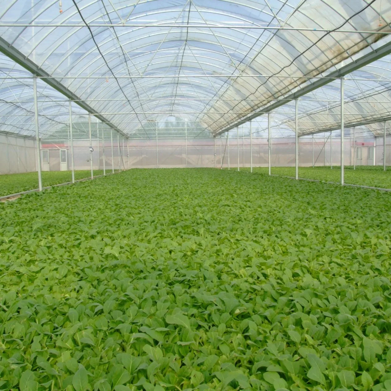 Invernadero de bayas de politúnel para la plantación de la agricultura