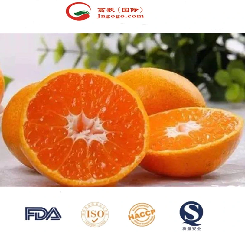 Fresh Mandarin Sweet and Super Quality Mandarin Wogan Mandarin in China