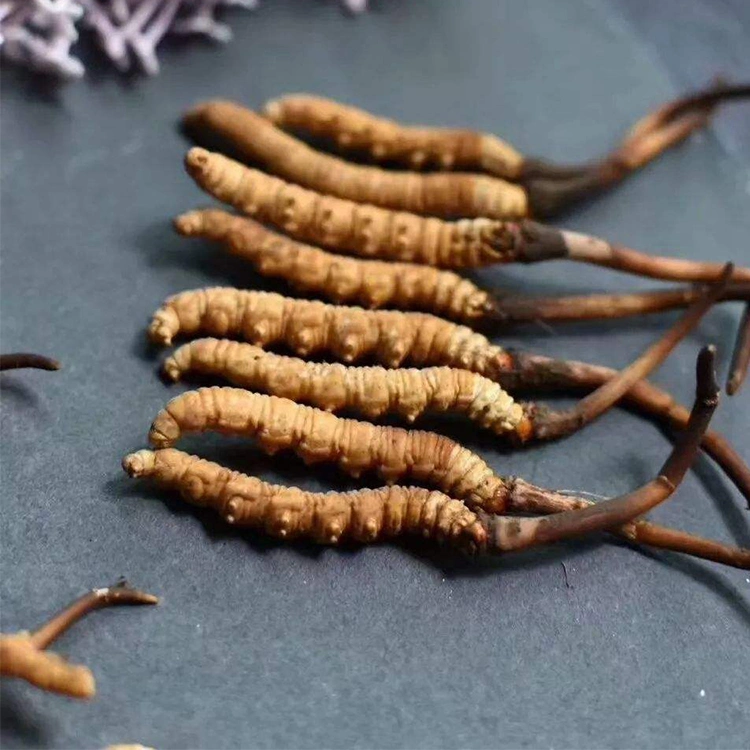 Cordyceps sinensis mycelium Extracto de Cordyceps polvo para el café de champiñones