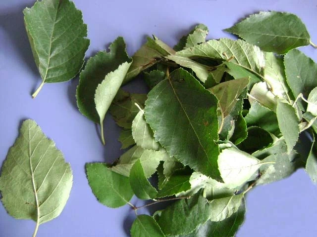 Birch Leaf Extract 10: 1