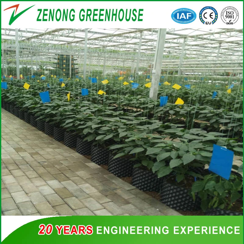 Soil-Less/Hydroponics/Coir Peat/Rock Wool/Substrate Cultivation Greenhouse