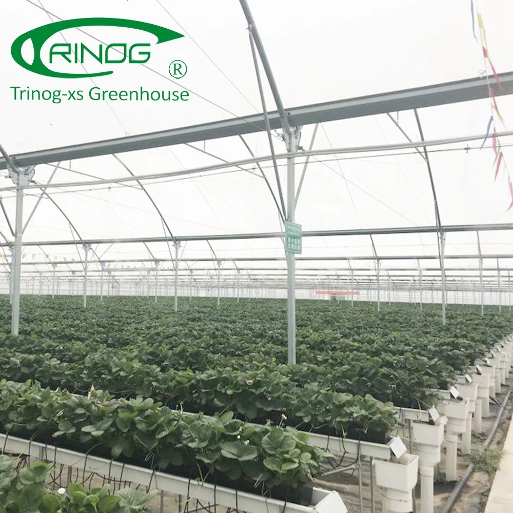 Multi-span Large Agricultural Film Greenhouse with High quality/High cost performance 