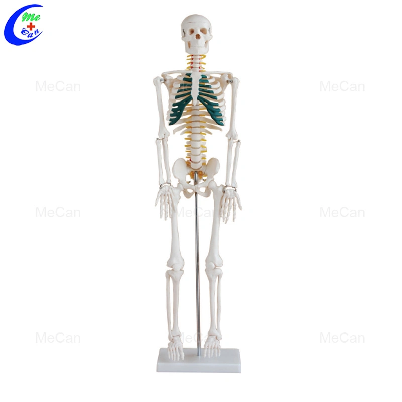 Mecan de alta calidad 176cm 85cm médicos Anatomía desarticulados 180cm modelo Esqueleto Humano