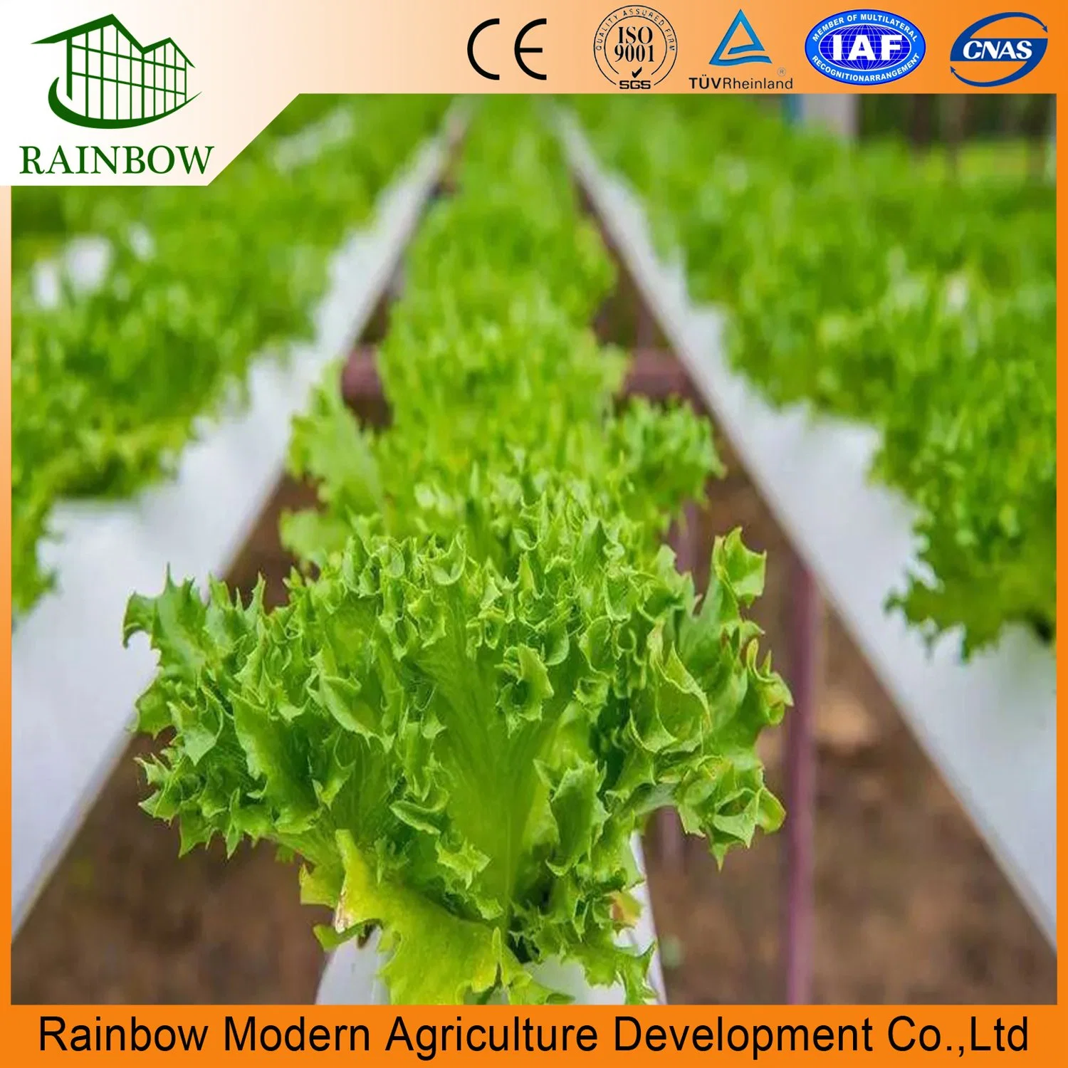 Agriculture Hot-DIP Galvanized Steel Film Vegetables Greenhouse