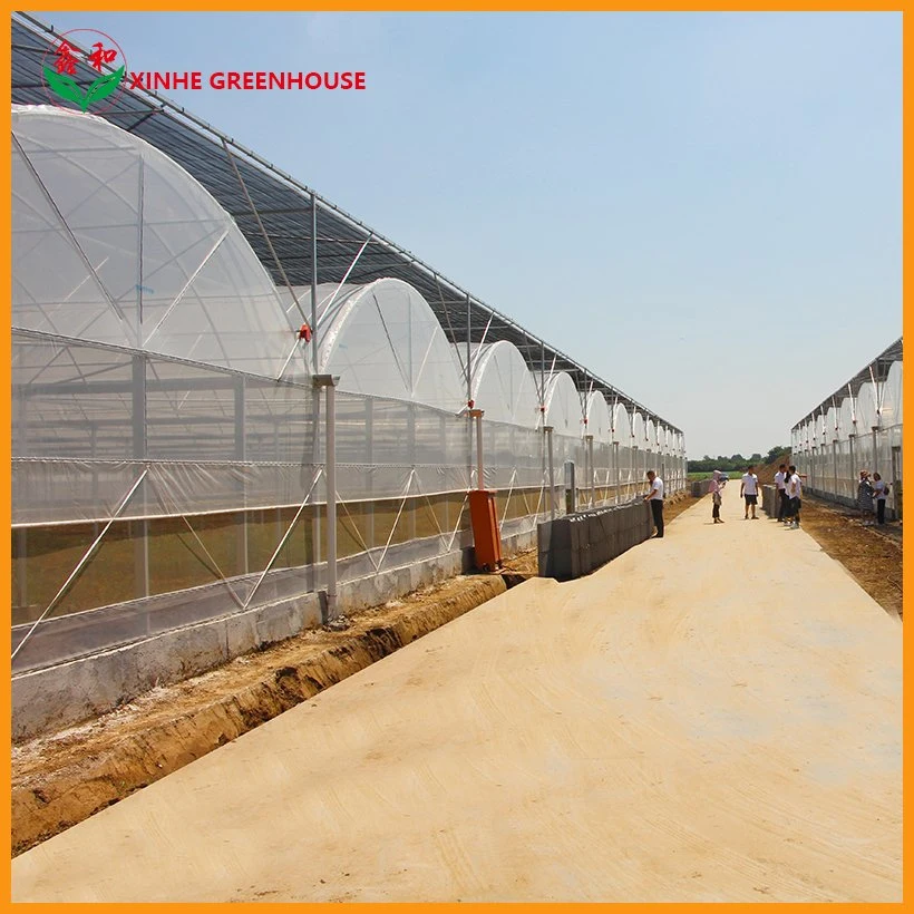 Po Multi Span Agriculture Greenhouse