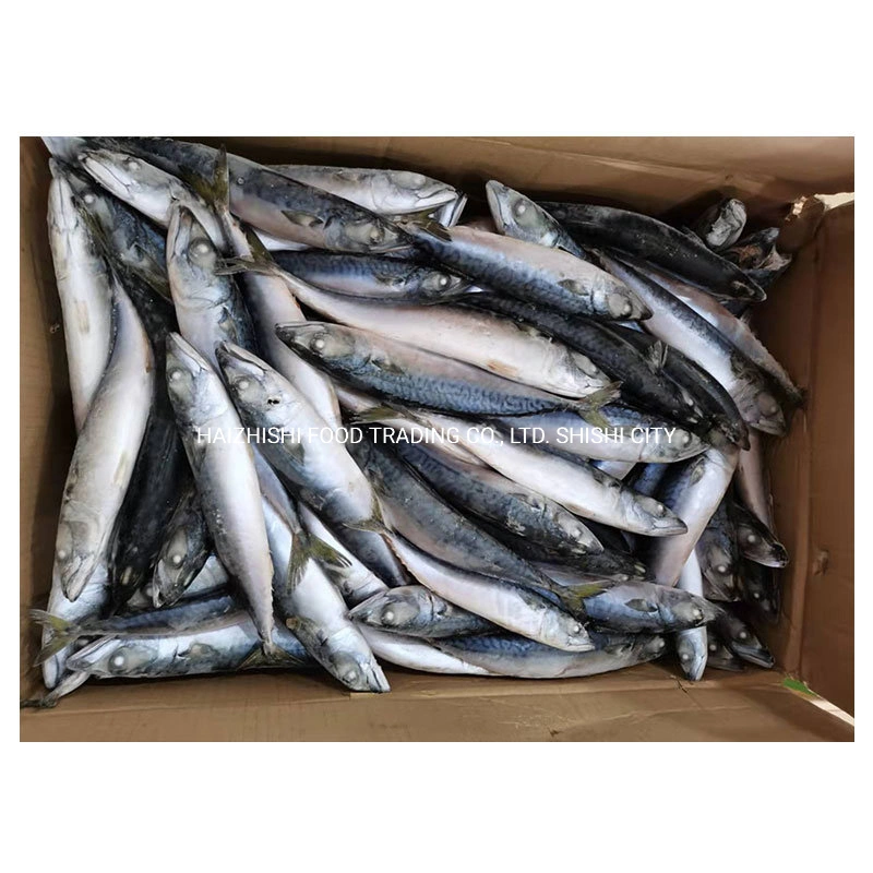 New Arrival Fish High quality/High cost performance  Frozen Pacific Mackerel 100-200g