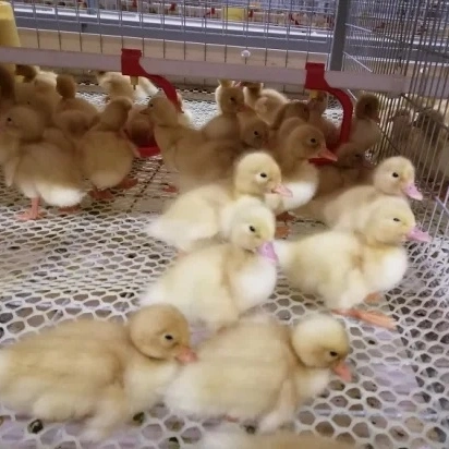 China Low Cost Steel Frame Chicken Layer Duck Breeding Farming House