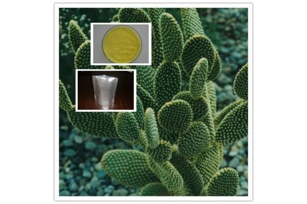 High quality/High cost performance Cactus Extract 10: 1 20: 1