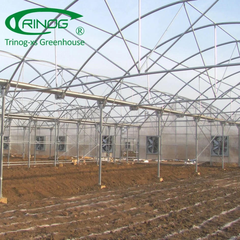 Tropical Multi Span Film Greenhouse for Sale