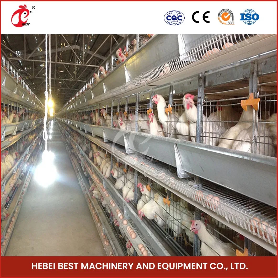 Bestchickencage H Type Layer Cage China Enclosed Chicken Layer Coop Supplier OEM Customized Feces Separation Design Modern Broiler Chicken Layer Cage