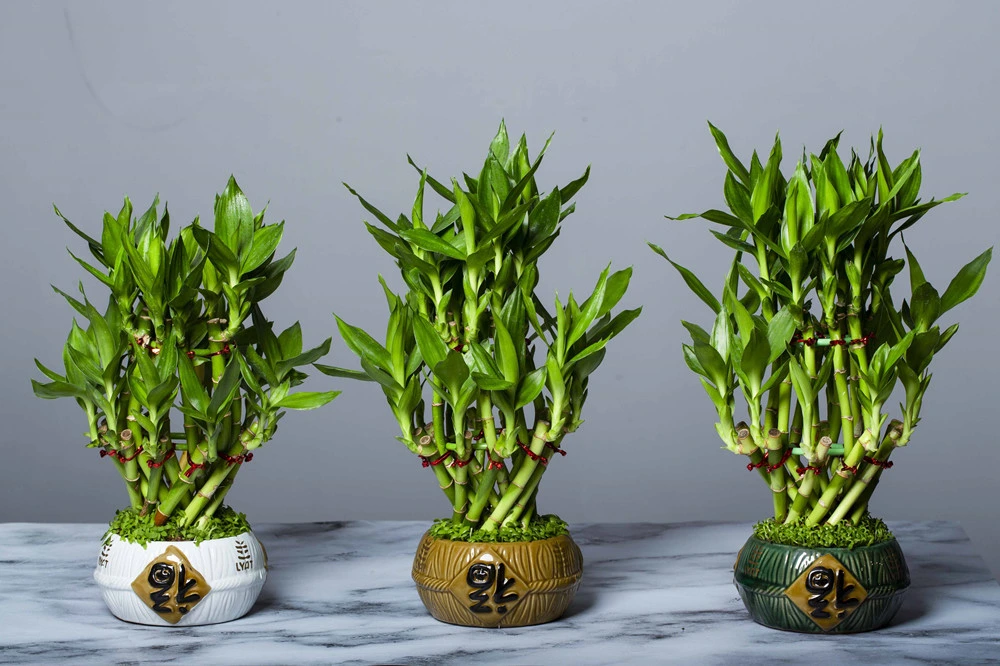 Geflochtenes Lucky Bamboo Draceana Plant Arrangement Live Plant Ornament Dekor für Haus, Küche, Büro, Tisch, Schreibtisch, Glück, Glück