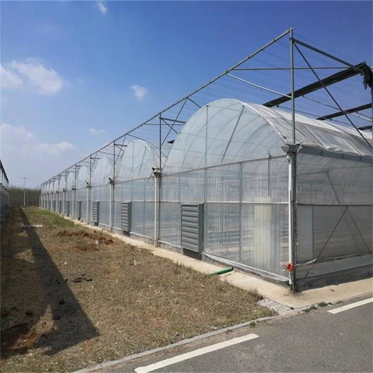 Smart Multi-Span Plastic Film Hydroponic System Greenhouse for Tomato Agriculture Commercial Coconut Substrate Cultivation Systems Tomato Green Houses for Sale