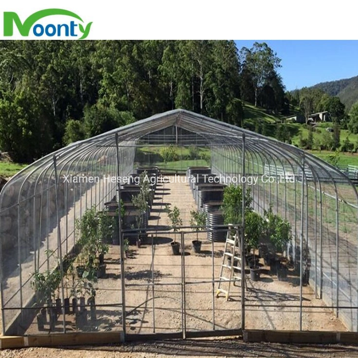 Agricoles bon marché Poly Film travée unique tunnel serre avec l'Irrigation et système de culture hydroponique de fleur de légumes Plantes médicales