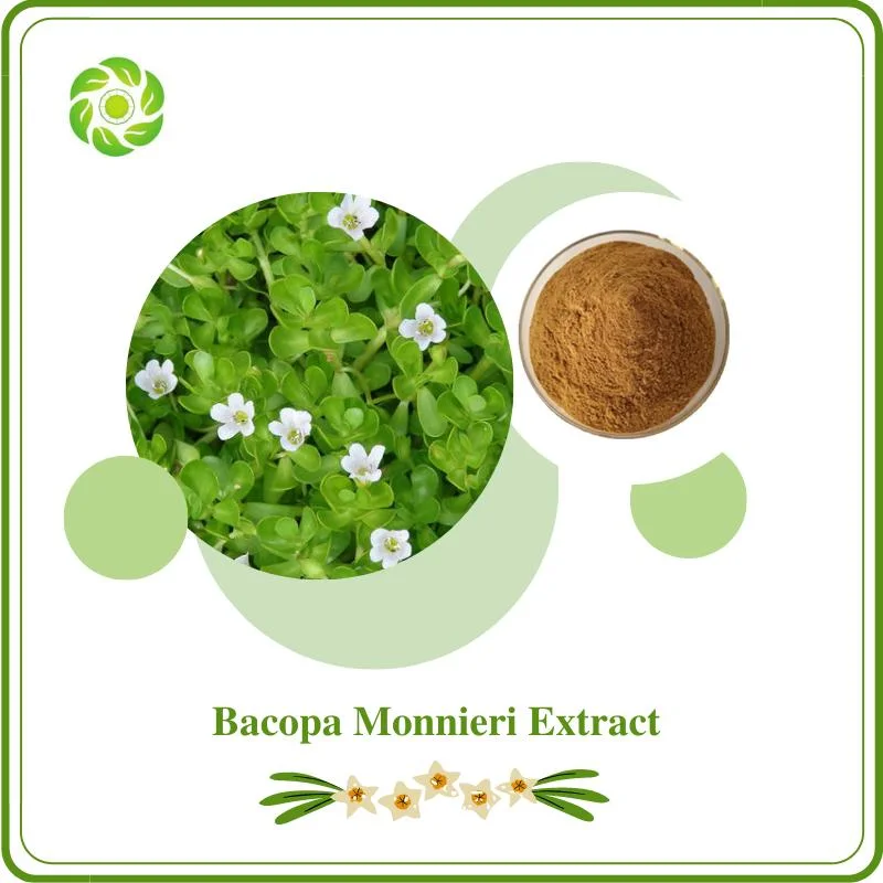 Free Sample Bacopa Saponin a+B 20%-50% Improve Memory GABA Treatment for Epilepsy Reduce Adhd Symptoms Pharmaceutical Bacopa Monnieri Extract