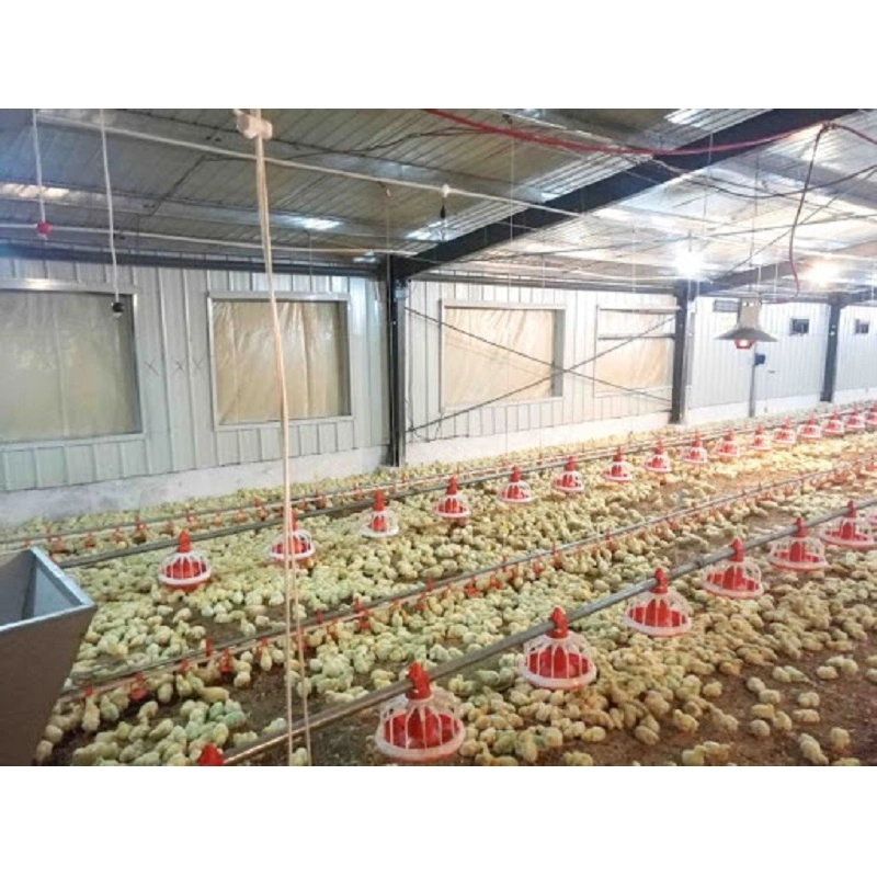 Gran barata caminar en Gallinero Coop y caja de Pollo Gallina Casas