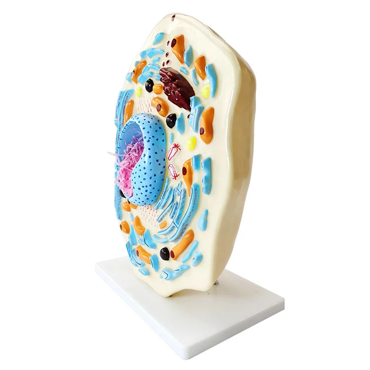 High Quality PVC Humam Anatomical Model The Model of Animal Cell