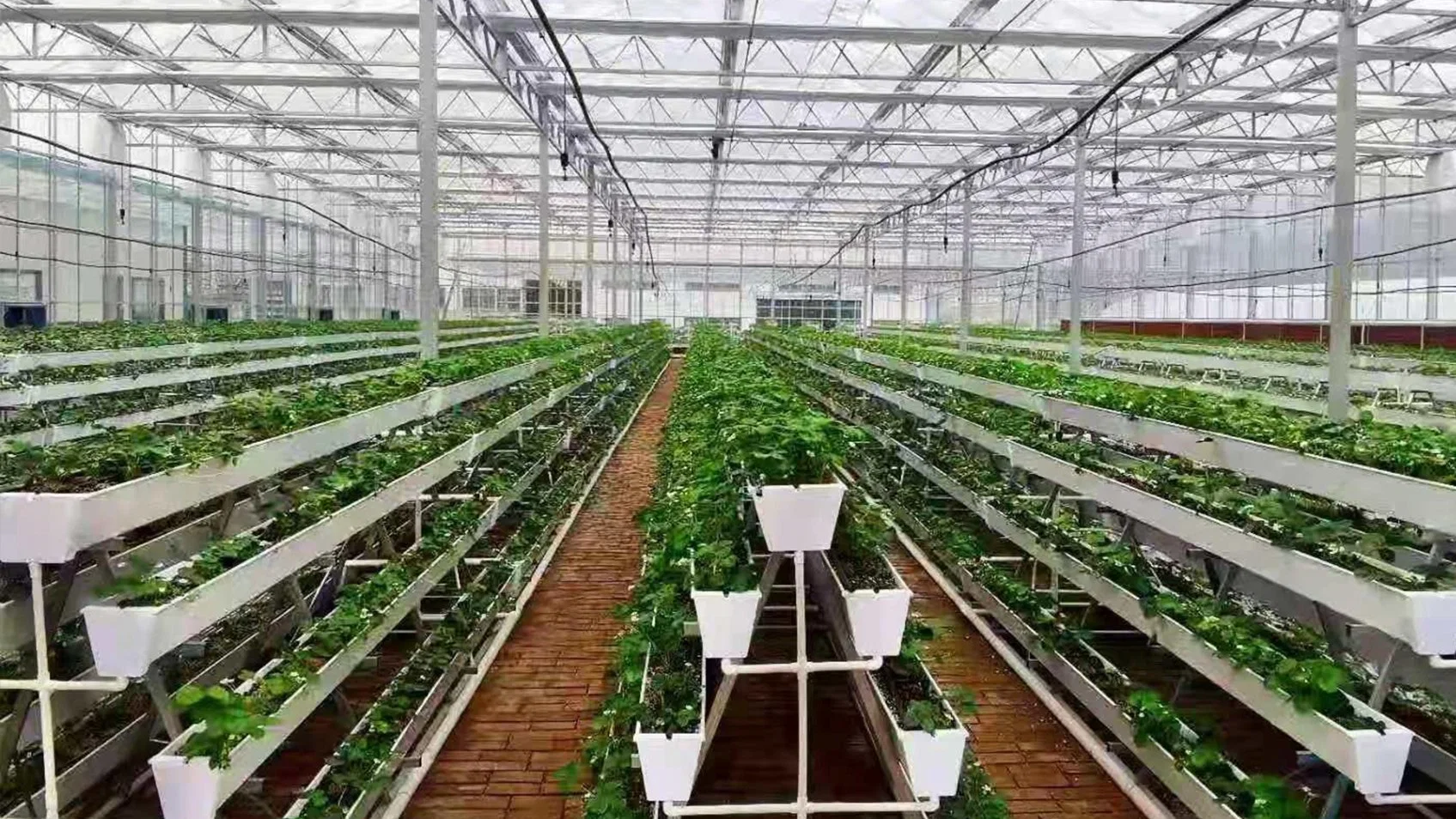 Agriculture Film Sheet Greenhouse with Innovative Hydroponic Technology