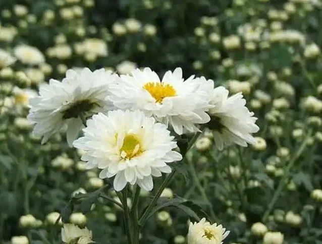 Venda por grosso melhor Instant Hangzhou White Chrysanthemum chá Chá de pó polifenol