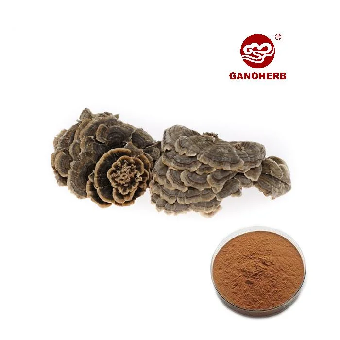 Wholesale 10%20%30% Beta-D-Glucan Turkey Tail Mushroom Extract Mushroom Powder