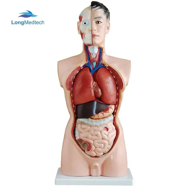 85cm 19 Parts Human Half Body Manikin Organ Teaching Model