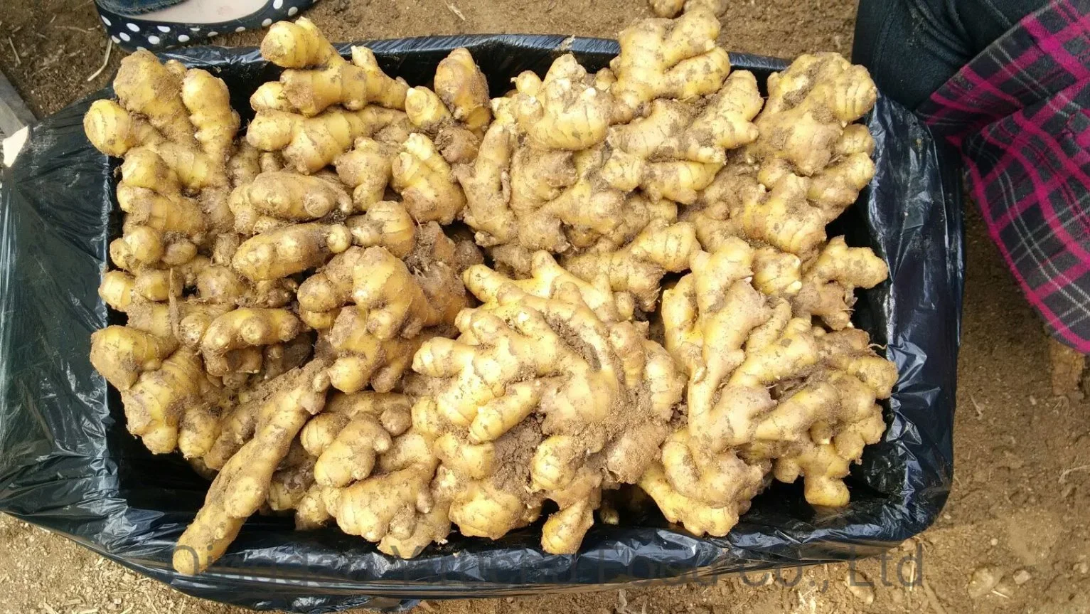 Strictly Selected High quality/High cost performance  Ginger Factory Price Shandong Dry Ginger From China