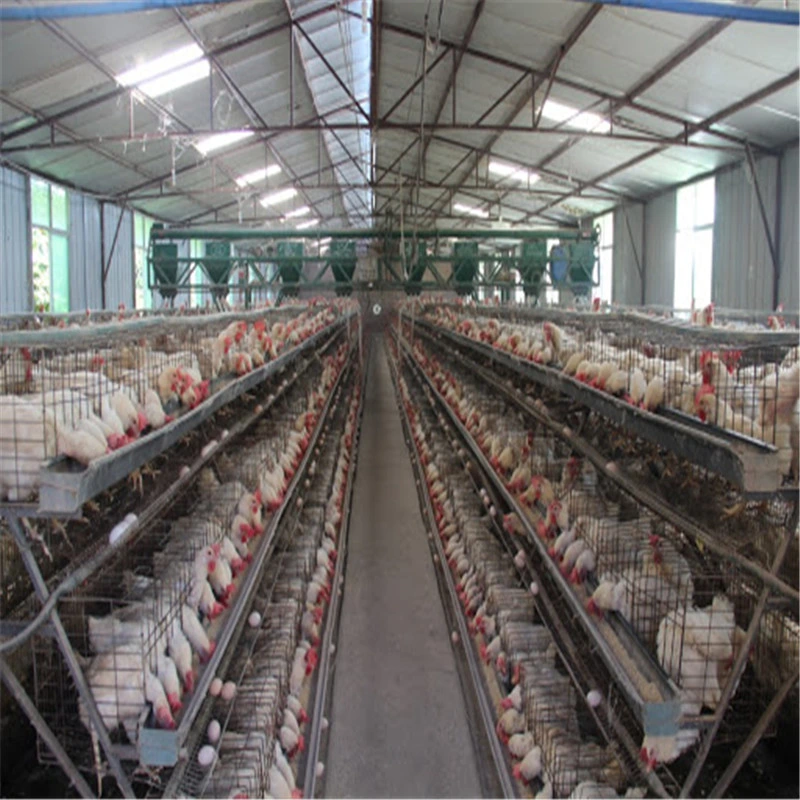 Automatic Poultry Farm Equipment a Type Layer Chicken Battery Cage