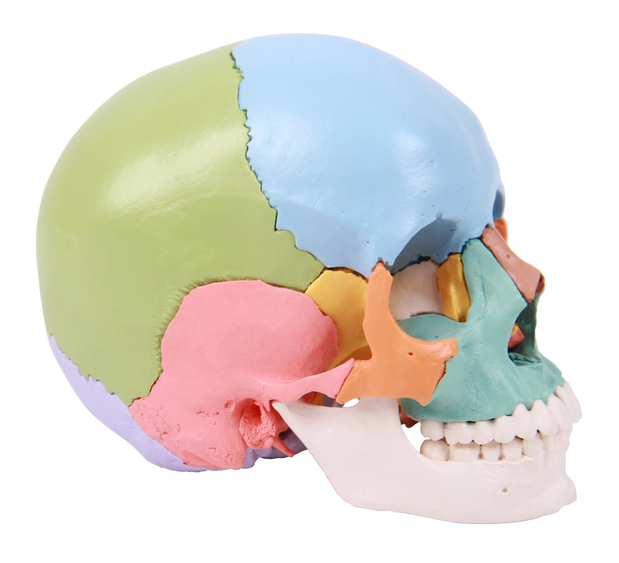 Office Display Modelo Versión Color Enseñanza humana Skeleton Beauchene Skull 22 modelos individuales de huesos con tamaño natural de PVC