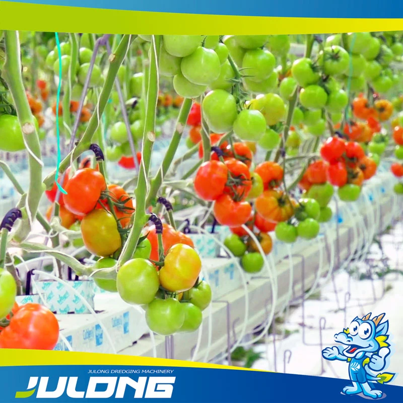 Agrícolas de alta calidad Multi-Span película de plástico con sistema de cultivo hidropónico de tomate