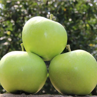 Fresh Green Apple