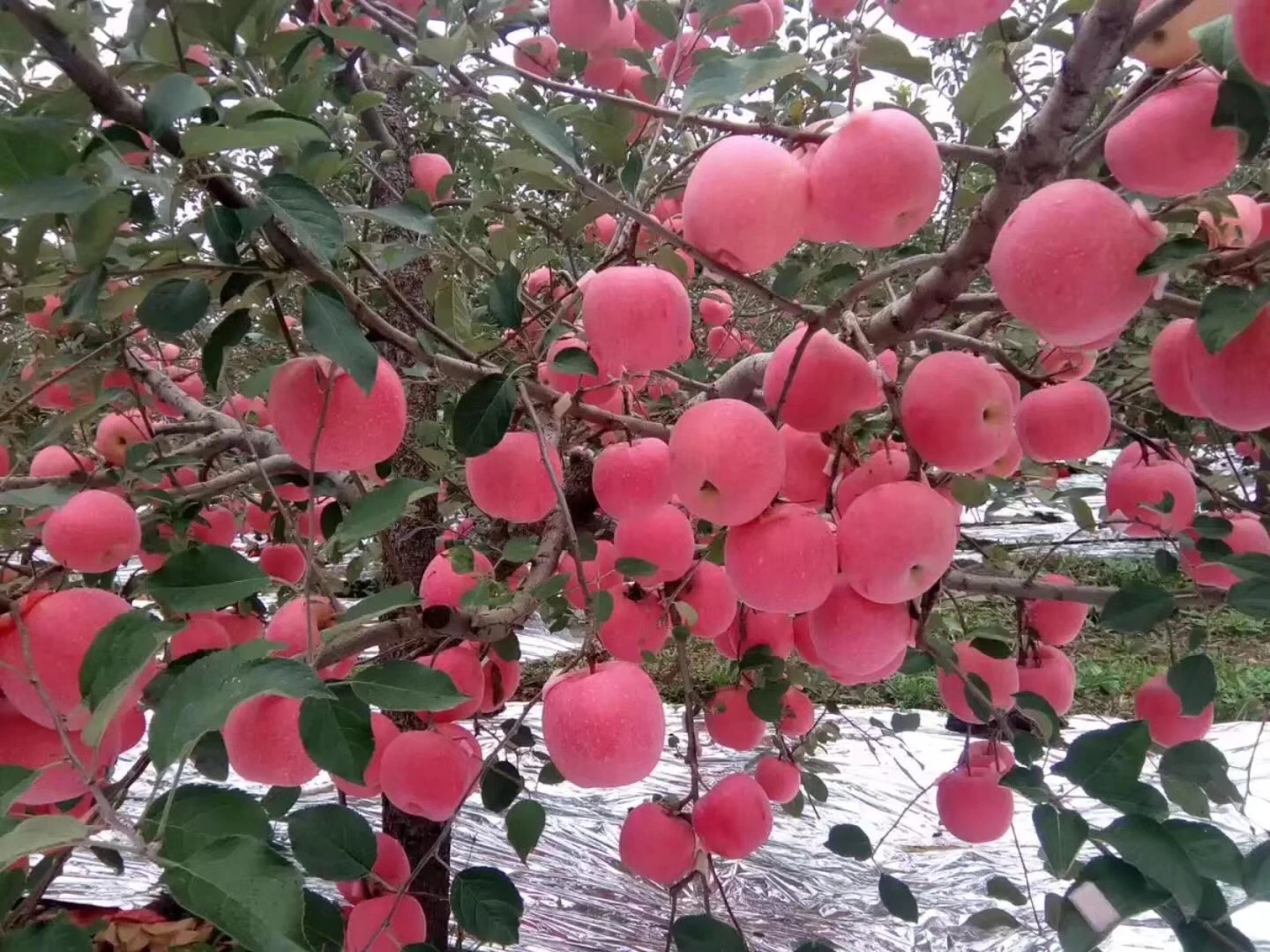 Fresh and Delicious FUJI Apple