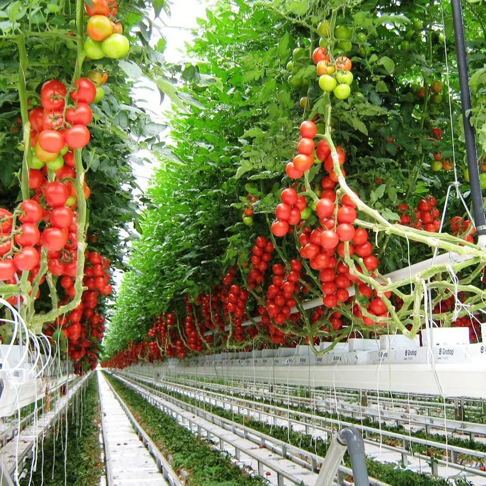 Commercial Hydroponics Nft Gutter System for Tomato Cucumber