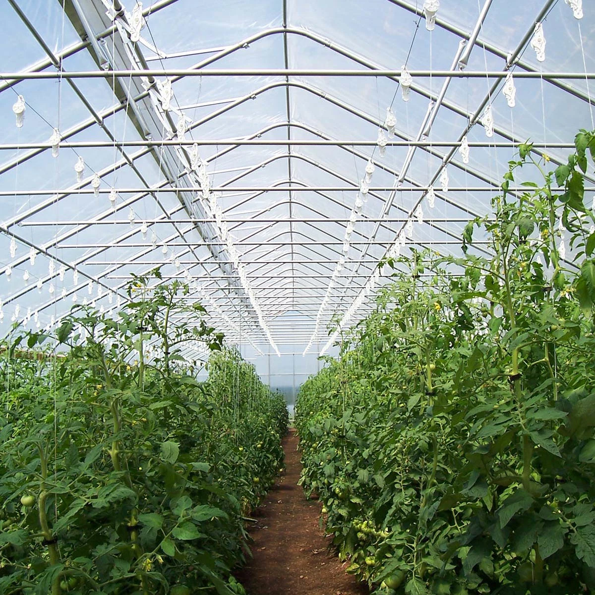 2023 Low Cost Agricultural Single-Span Film Green House for Vegetables