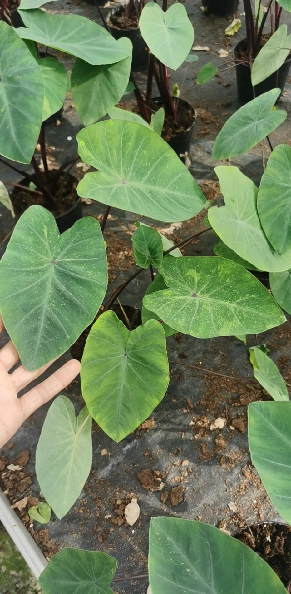 Whole Natural Plants Colocasia Electric Lime Gecko