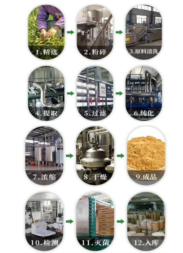 2022 Comercio al por mayor extracto vegetal en polvo de la quercetina quercetina 95% de extracto de Sophora Japonica