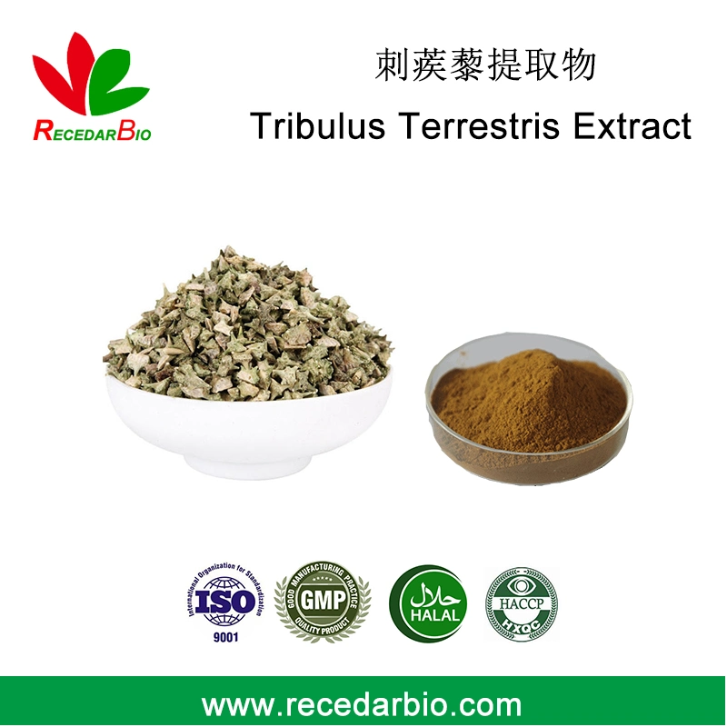 Plant Herbal Extract Protodioscin Total Saponins Powder Tribulus Terrestris Extract