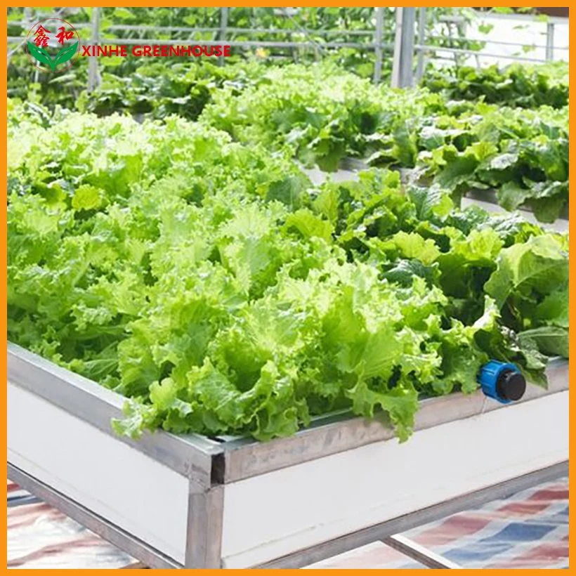 Agricultura / Comércio Multi Span Toughe vidro Green House para vegetais / Flores / frutas com Sistema completo/sistemas hidropôônicos/sistema de irrigação automática