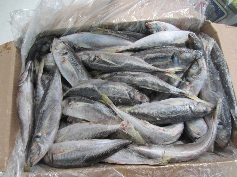 Land Frozen Horse Mackerel 22cm+ Suit for Angola Market