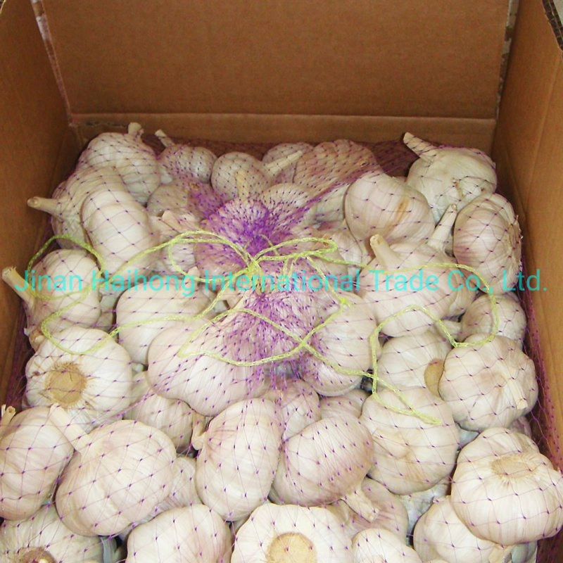 Fresh Crop Top Grade Normal White Garlic in Mesh-Bag