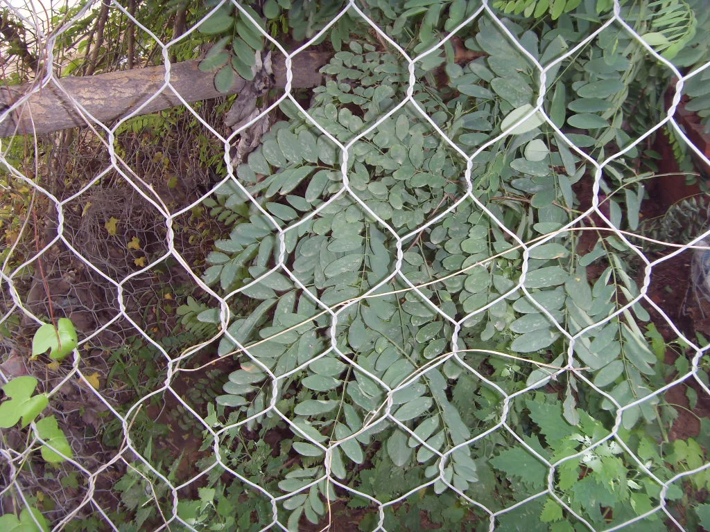 Electro Galvanised Welded Mesh Fence / PVC Coated Welded Wire Mesh for Fence Panel